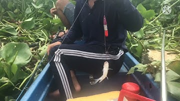 #MTvlog#câu cá dảnh với có tra mùa nước nổi