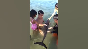 Ca heo xuat hien gan nha hang Soc Nau mui ne