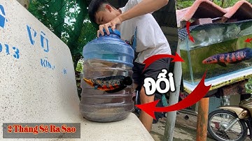 Lóc Vẩy Rồng Đỏ Red Barito Nuôi Trong Thùng Nước Suối | Thịnh Đạt