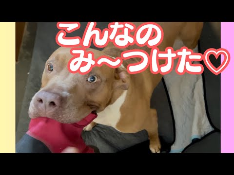 「あったよ!」ドヤ顔がかわいいピットブル。靴は運ぶもの。