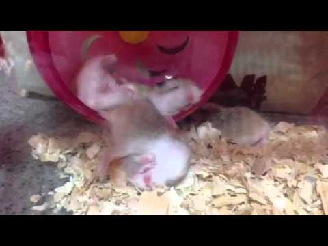crazy-funny-hamster-sleeping