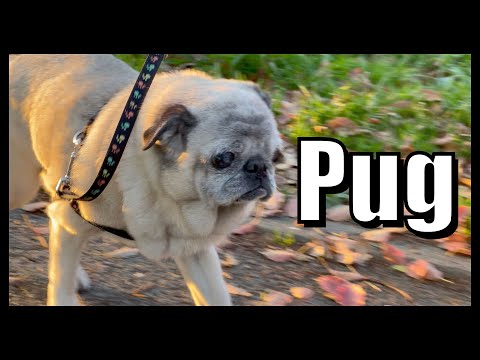 【パグ】幾つになっても乙女心を忘れない最高のウィンク【犬vlog】