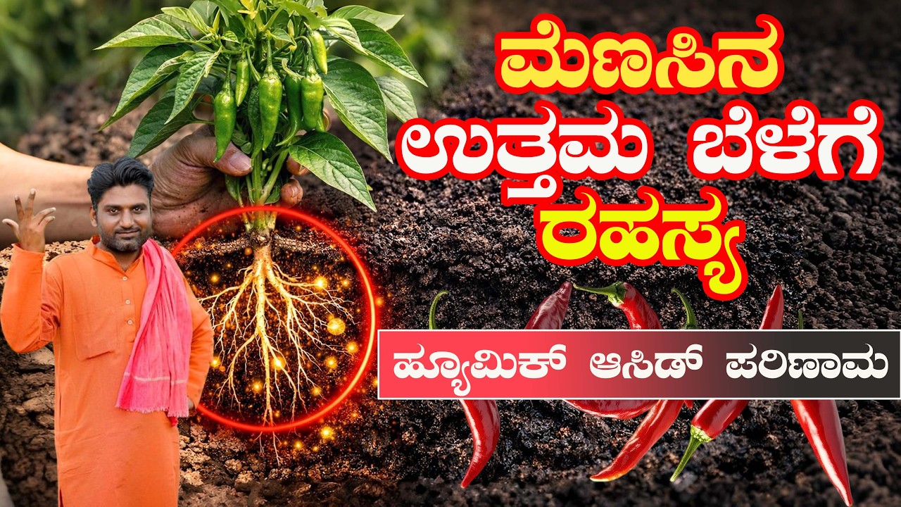 ಹ್ಯೂಮಿಕ್ ಆಸಿಡ್ ಬಗ್ಗೆ ತಿಳಿದುಕೊಳ್ಳಲೆ ಬೇಕಾದ ವಿಷಯ!