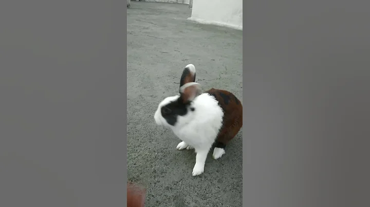 rabbit training | my bunny perfect