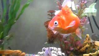 the biggest goldfish ever