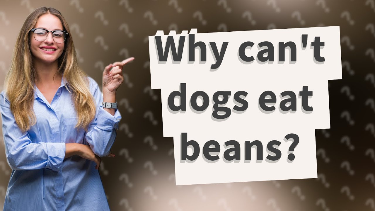 Why can't dogs eat beans? YouTube