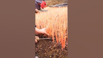 Cắt người Trung Quốc thu hoạch rong và các loại sâm đất khá là tốt