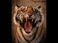 Tiger growling and snarling sounds  1 hour ambient whitenoise asmr meditation