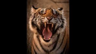 Tiger Growling and Snarling Sounds - 1 Hour (Ambient, White-noise, ASMR, Meditation)