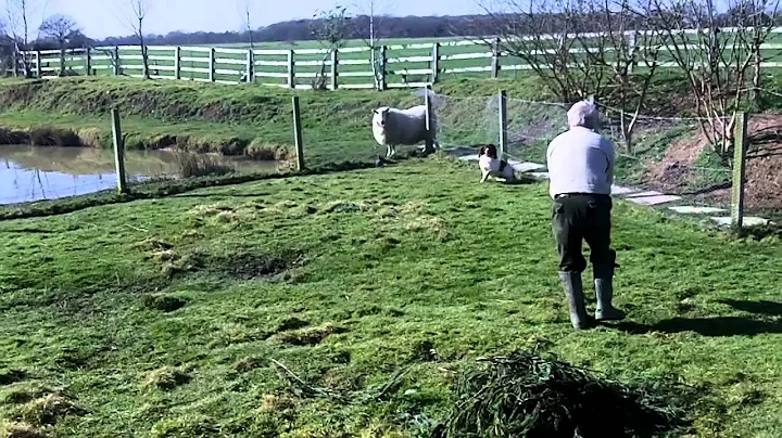 Glen, Springer Spaniel Rabbit Pen Training