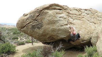 Joshua Tree - Raspberry