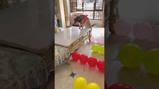 Every Dog Failed… Until This One 😳🐶 |#shortsfeed #trending