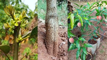 Growth of Double Stone Grafted Mango plant | Double stone grafted mango plant | Stone grafting