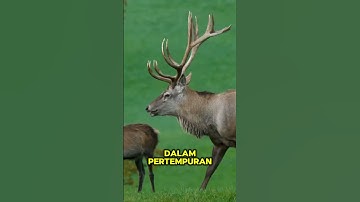 fakta menarik tanduk rusa #faktaunik #animals #shorts #trending