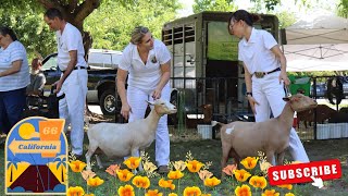Can We Take Home A Ribbon?? || Nutty Goat Show || ADGA Show