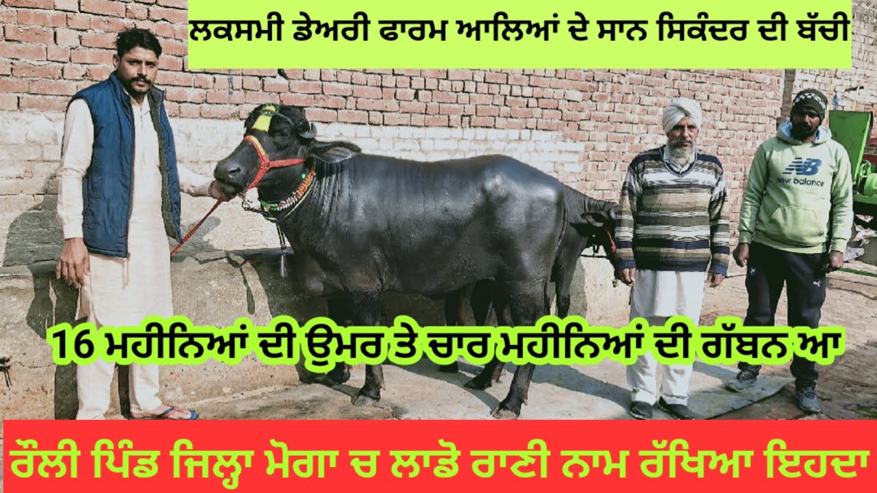 ⁣ਸਿਕੰਦਰ ਦੀ ਬੱਚੀ 16 ਮਹੀਨਿਆਂ ਦੀ ਉਮਰ ਤੇ 4 ਮਹੀਨਿਆਂ ਦੀ ਗੱਭਣ। ਲਕਸ਼ਮੀ ਡੇਅਰੀ ਫਾਰਮ ਵਾਲਿਆਂ ਦਾ ਸਾਨ ਸਿਕੰਦਰ ਦੀ ਧੀ।