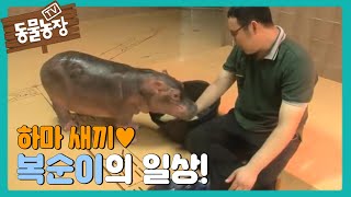 하마 새끼 복순이 I TV동물농장 (Animal Farm) | SBS Story