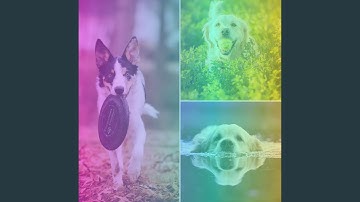 Sensational Backdrops for Shelter Pups