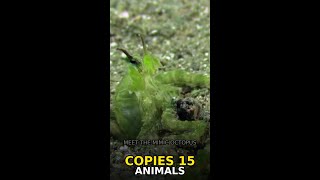 This Creature Copies 15 Different Animals Perfectly 🐙