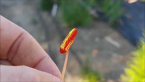 Pollinating Asiatic Lilies to Make Seed Lilyfield Farm