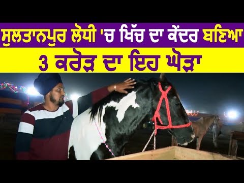 Exclusive: Sultanpur Lodhi में आकर्षण केंद्र बना 3 Crore का यह घोड़ा, जानिए क्या है ख़ासियत