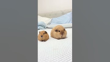 Thumbnail of It's really not a plush toy. Guinea pig. Dutch pig. Raising mice. Daily sharing. Cute pet daily