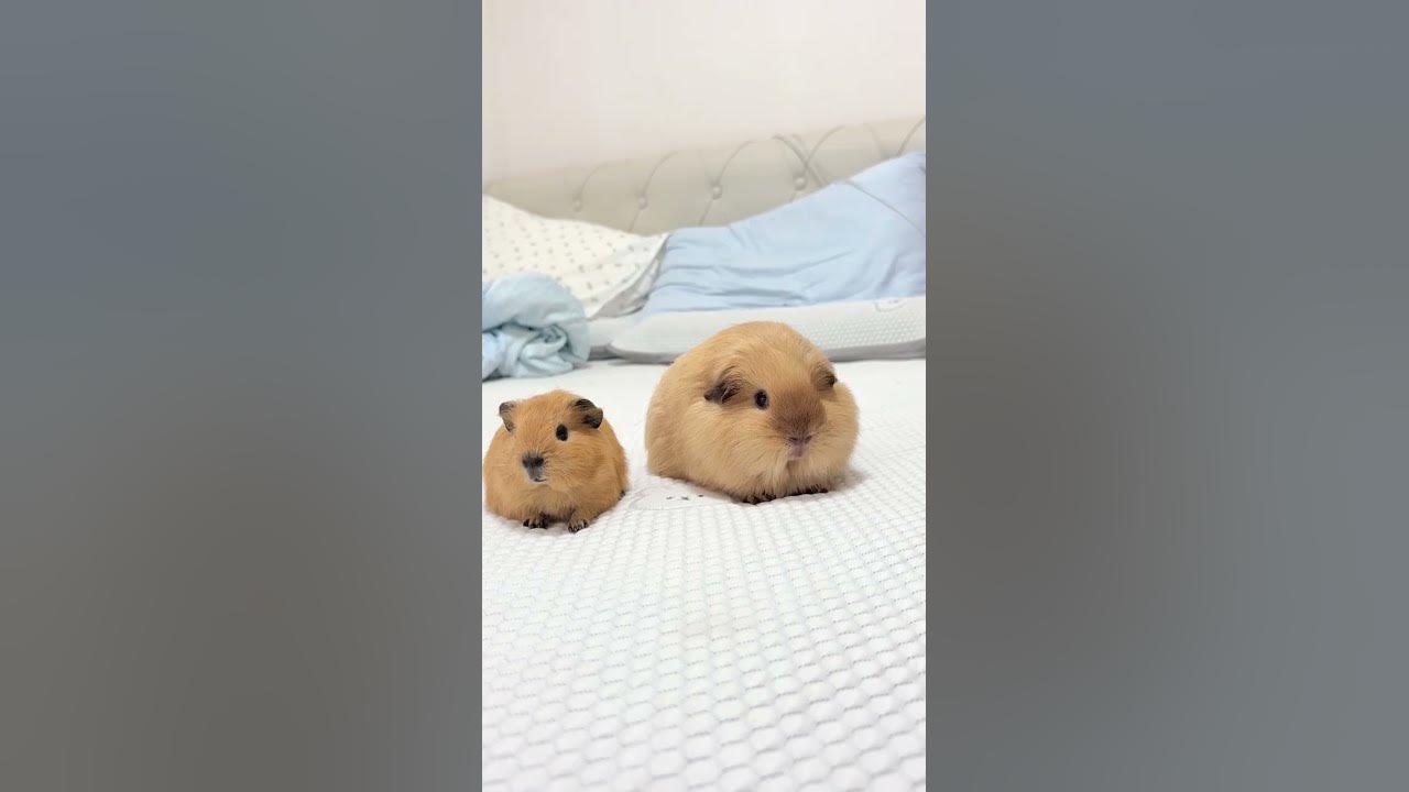 It's really not a plush toy. Guinea pig. Dutch pig. Raising mice. Daily sharing. Cute pet daily It's really not a plush toy. Guinea pig. Dutch pig. Raising mice. Daily sharing. Cute pet daily