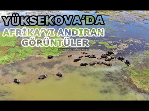 Yüksekova’da Afrika’yı Andıran Görüntüler