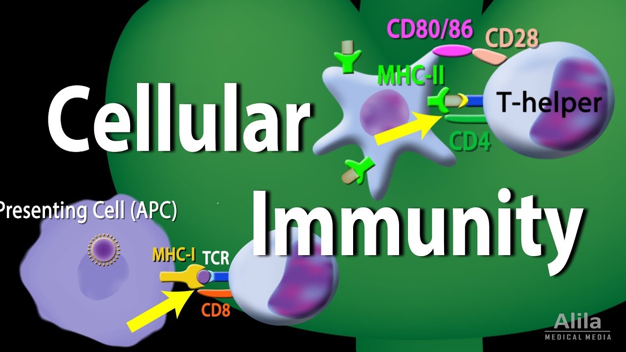 Cellular Immunity   Adaptive Immunity part 1 Animation
