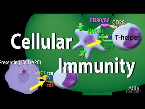 Video: Wat zijn voorbeelden van adaptieve cellulaire reacties?