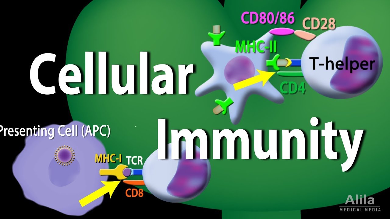 Cellular Immunity - Adaptive Immunity part 1, Animation