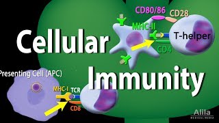 Cellular Immunity  Adaptive Immunity part 1, Animation