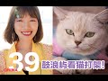 吃爆全国39集：鼓浪屿上看猫打架！