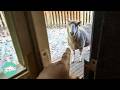 Bossy sheep knocks on the door for treats and gets her friends to join  cuddle buddies