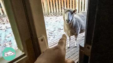 Bossy Sheep Asks For Weetabix And Woman Can't Say No | Cuddle Buddies