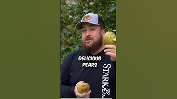 Pear Harvest 🍐 #fruittrees #fruit #pear #garden