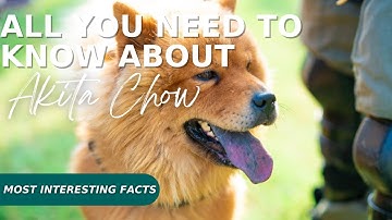 All you need to know before adopting akita chow | Detailed information about akita chow
