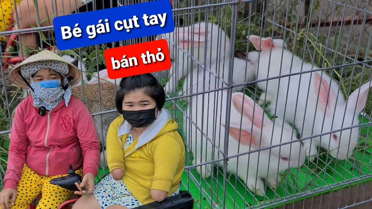 bán thỏ ở hà nội 2022 Update Mua 500k thỏ con giúp cô bé cụt tay bán thỏ ven đường | Ẩm thực Cha Rồng