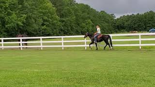 Beginner Safe Gelding