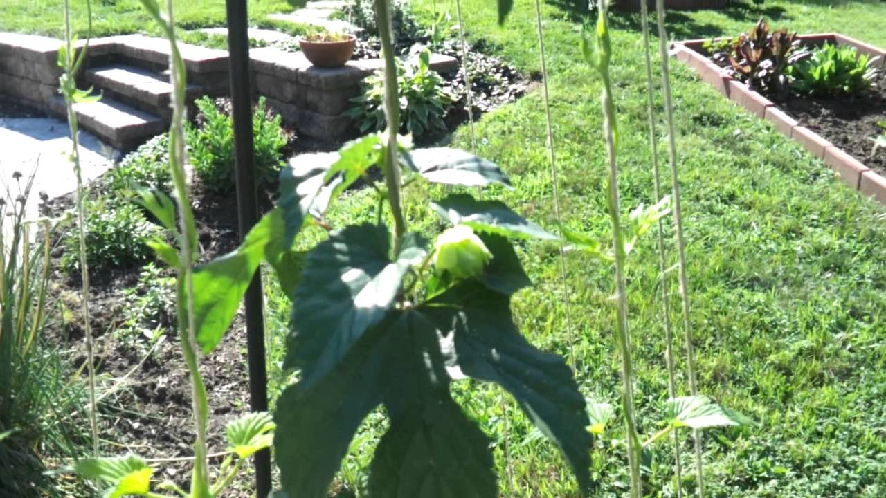 Growing Hops and Brewing Beer - Hop Project Episode 13