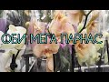 04.03.21.ОРХИДЕИ в Оби Мега Парнас.