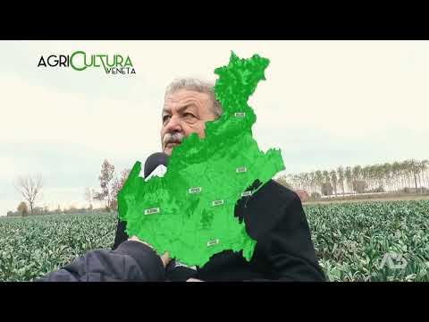 AGRICULTURA VENETA  | 03/12/2023