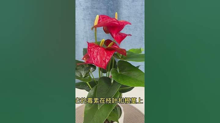 #養花小知識 有毒的幾種綠植，千萬要注意，你家有嗎？ #shorts - 天天要聞