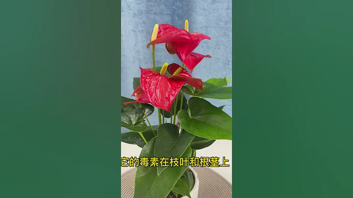 #養花小知識 有毒的幾種綠植，千萬要注意，你家有嗎？ #shorts - 天天要聞