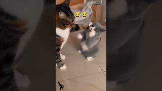 Cat Fun Video