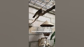 sarang cucak rowo aviary #burung #birds #kicaumania #burungkicau #kicaumanianusantara #cucakrowo #lb