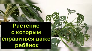 Растение ￼ с которым справиться даже ребёнок! ￼/ омоложение ￼#аглаонема и #монстера ￼￼