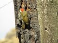 Pájaro carpintero  canta de alegría al encontrar alimento en un tronco seco