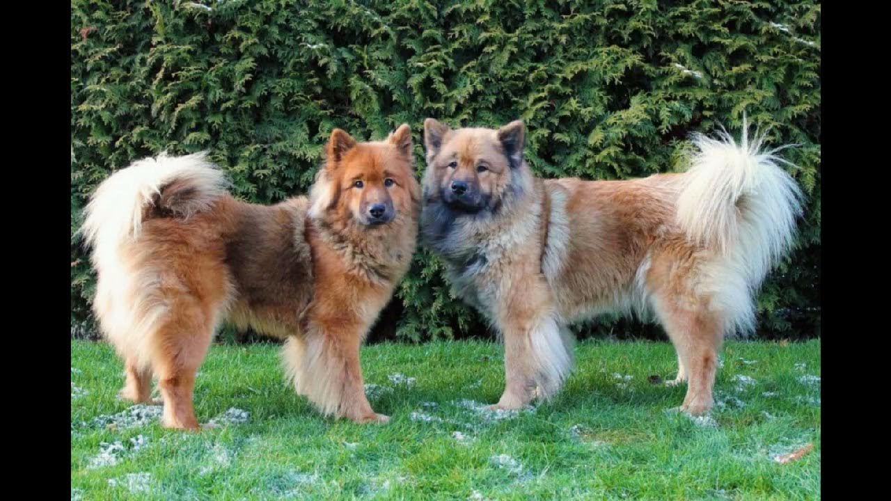 Шпиц евразиер. Евразиер и самоед. Евразиер — (евразийская собака, ойразиер). Евразиер и самоед. Евразиер рыжий.