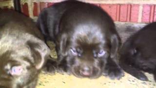 Labpupscom Chocolate Labrador Puppies